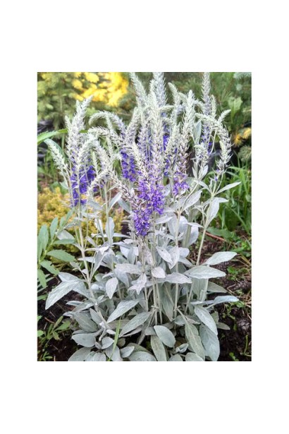 Квітуча Veronica incana в літньому саду